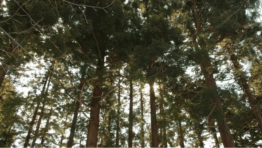 Heilig oder Sรคgemehl? Vergangenheit, Gegenwart und Zukunft von Japans Bรคumen 6 Japanischer Baum