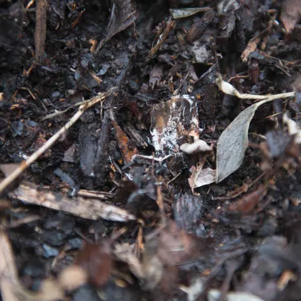 How To: Prepare Your Garden for Winter 6 leaf fungal mulch,
