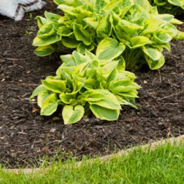 Errores en el acolchado y cómo evitarlos 3 mantillo, jardín