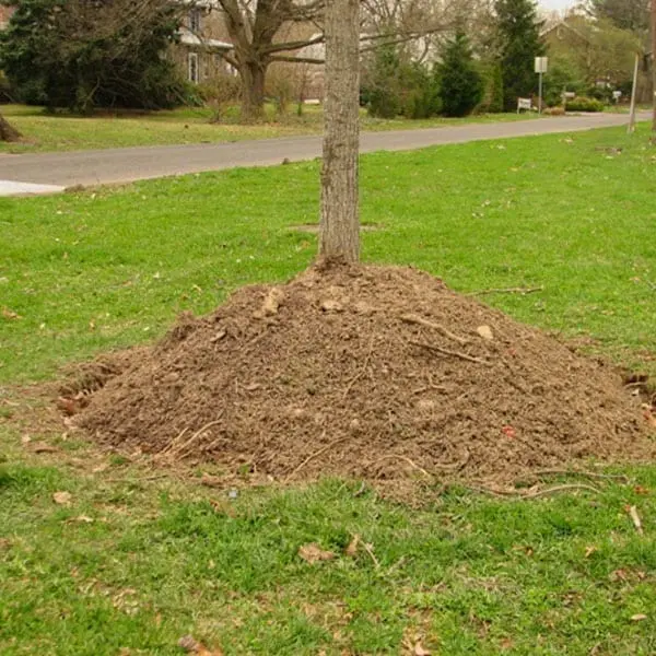 Errores en el acolchado y cómo evitarlos 2 volcán de mantillo, error de mantillo