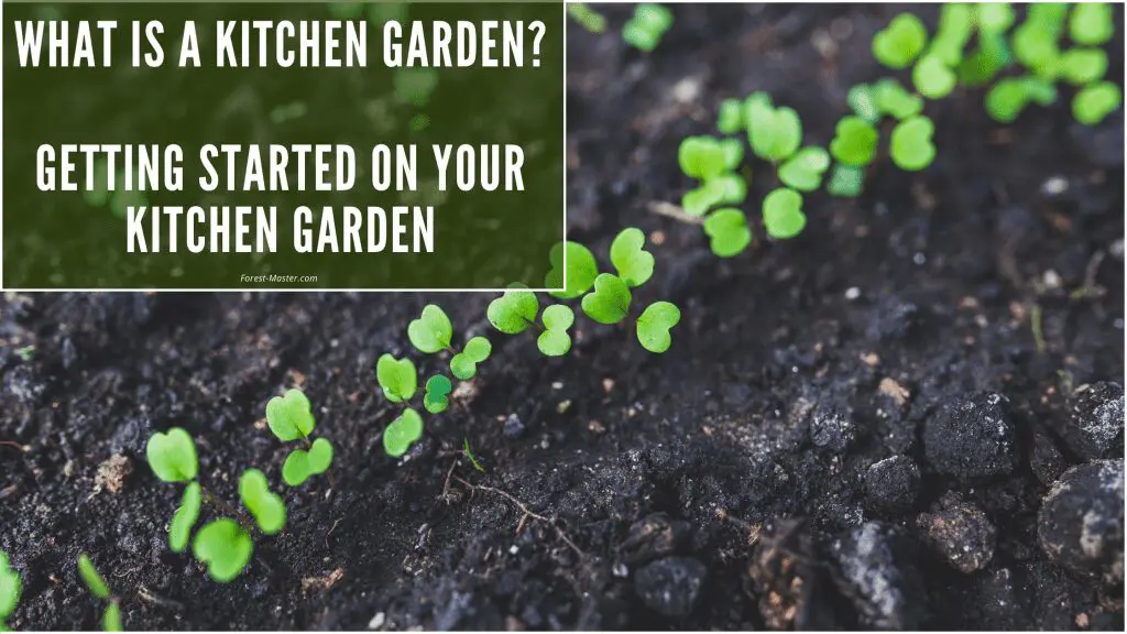 Kitchen Garden Guide, from planning to planting 3 herbs, sprouts, allotment, grow your own, green, seedlings