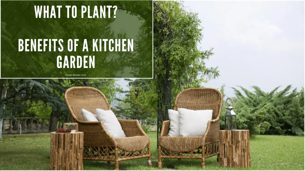 Kitchen Garden Guide, from planning to planting 4 outdoor, kitchen garden, garden, green, plants, trees