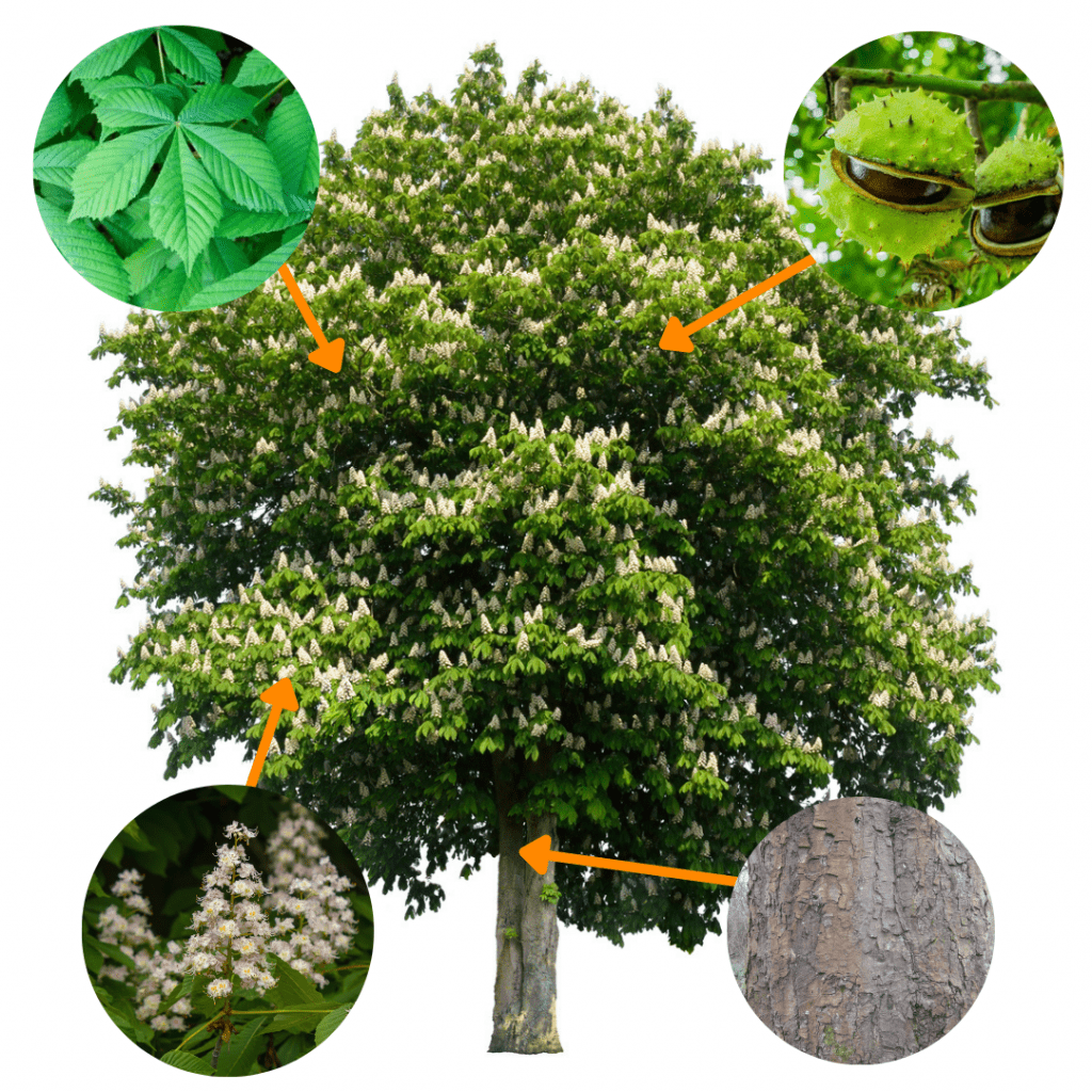 How to Identify Common Trees in the UK 3 Copy of Untitled Design 1