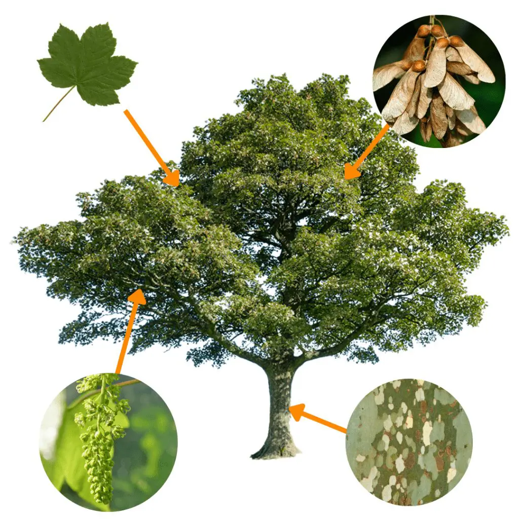 How to Identify Common Trees in the UK 5 Copy of Untitled Design2
