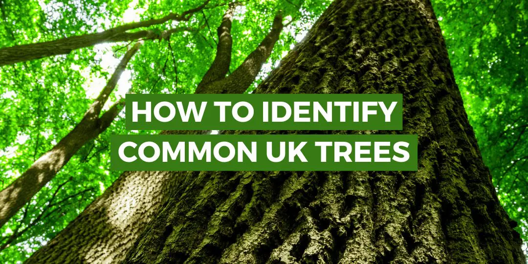 How to Identify Common Trees in the UKย 2 Identify trees