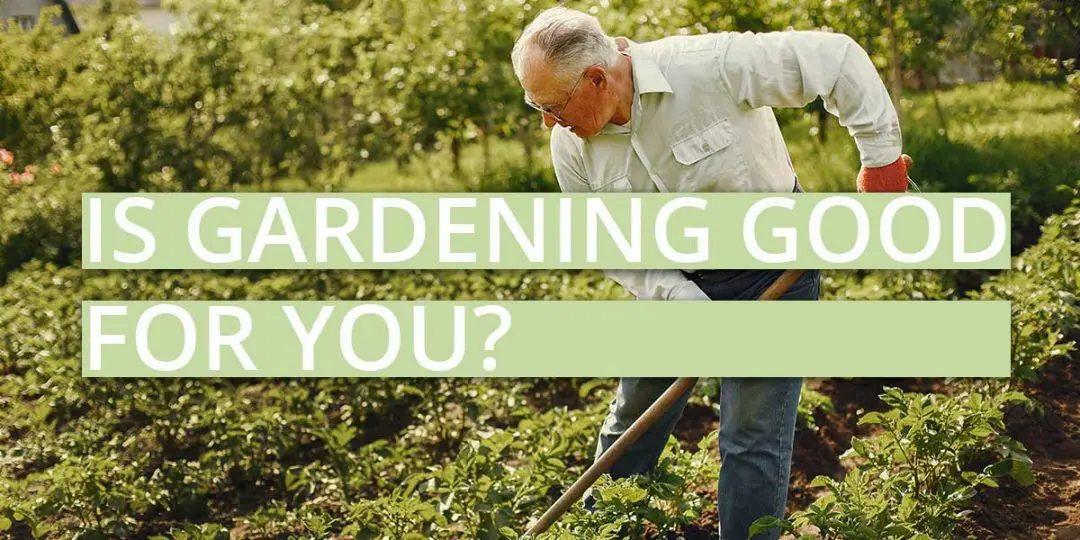 Is gardening good for you? 5 is gardening good for you? health benefits of gardening