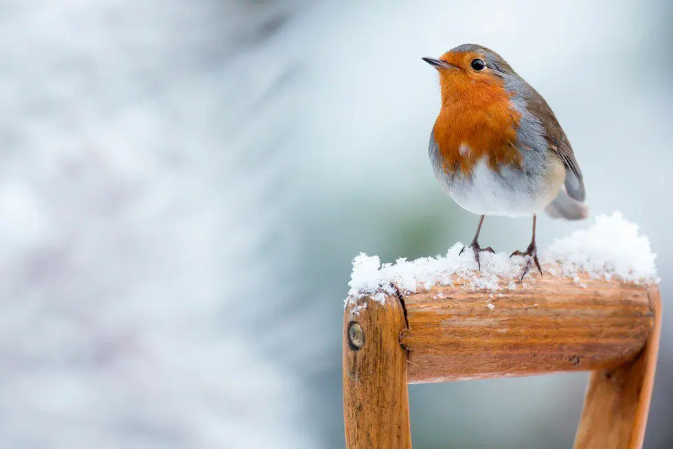 10 consejos de jardinería para el invierno 2022 3 GettyImages 181893461 42b2992