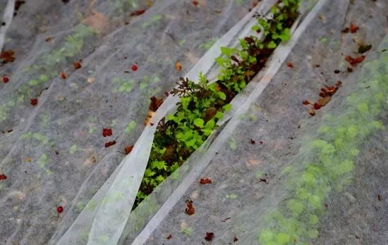 10 consejos de jardinería para el invierno 2022 4 vellón