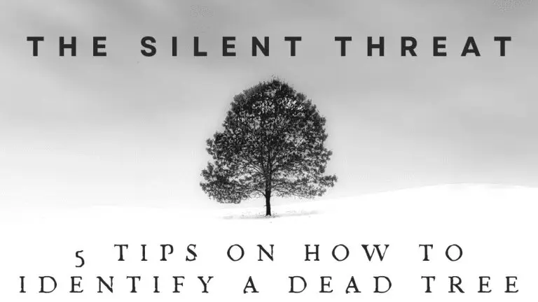 un arbre noir seul sur une surface blanche