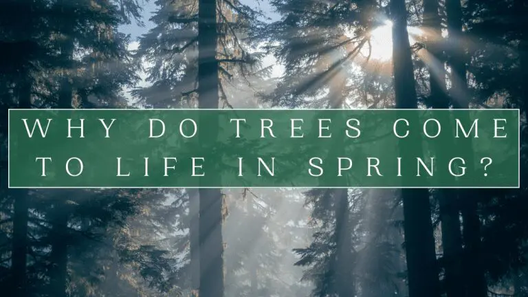 Des arbres verts avec des rayons de soleil qui les traversent