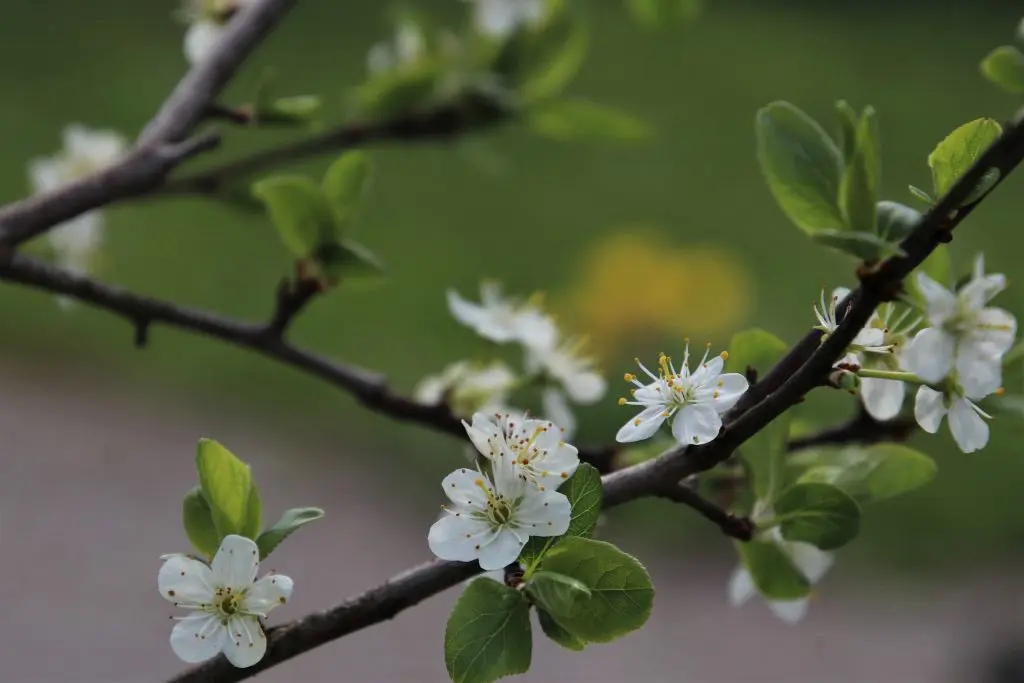 Il misterioso risveglio: perché gli alberi prendono vita in primavera? 3 Fiori bianchi che crescono su un ramo di un albero