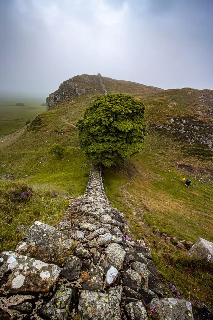 Sycamore Gap : un hรฉritage vivant du nord-est de l'Angleterre 2 IMG 6304 Enhanced NR