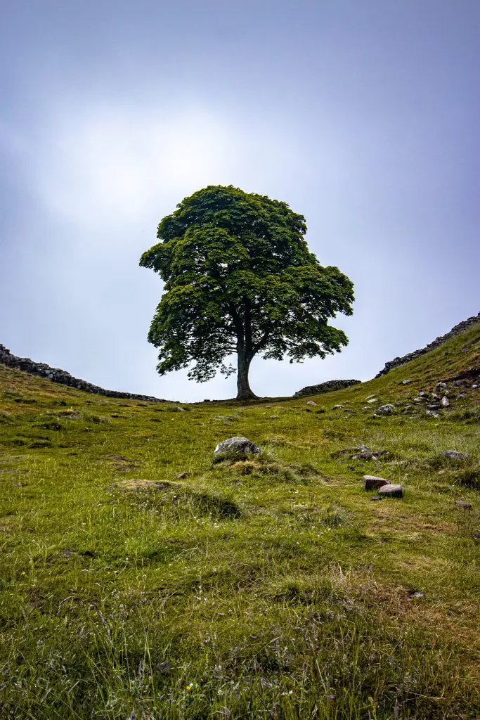 Sycamore Gap : un hรฉritage vivant du nord-est de l'Angleterre 3 Lac de Sycomore, mur d'Hadrien, ciel bleu