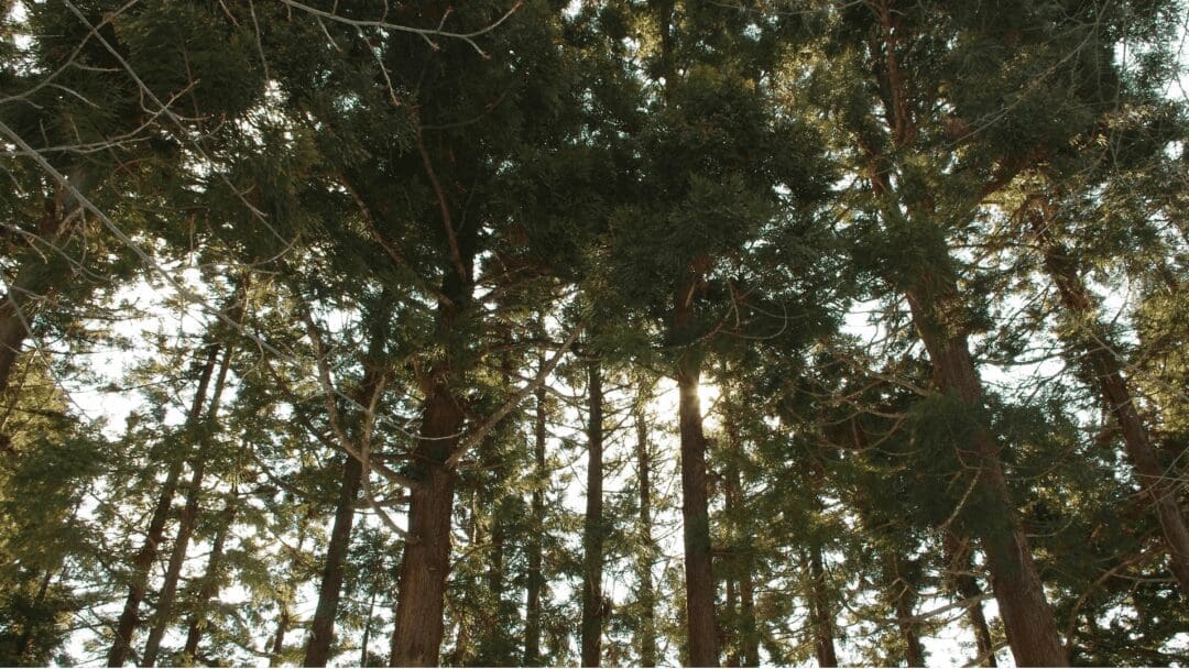 Heilig oder Sรคgemehl? Vergangenheit, Gegenwart und Zukunft von Japans Bรคumen 1 Japanischer Baum