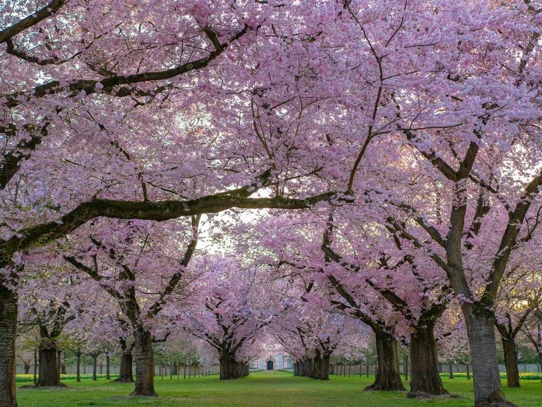 Sacred Or Sawdust? The Past, Present And Future Of Japan’s Trees