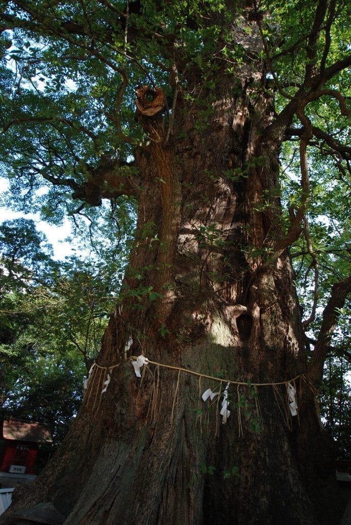 Japanese Holy Tree
