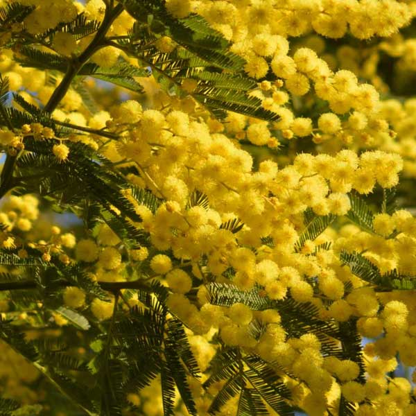 acacia, plantes toxiques, plante jaune