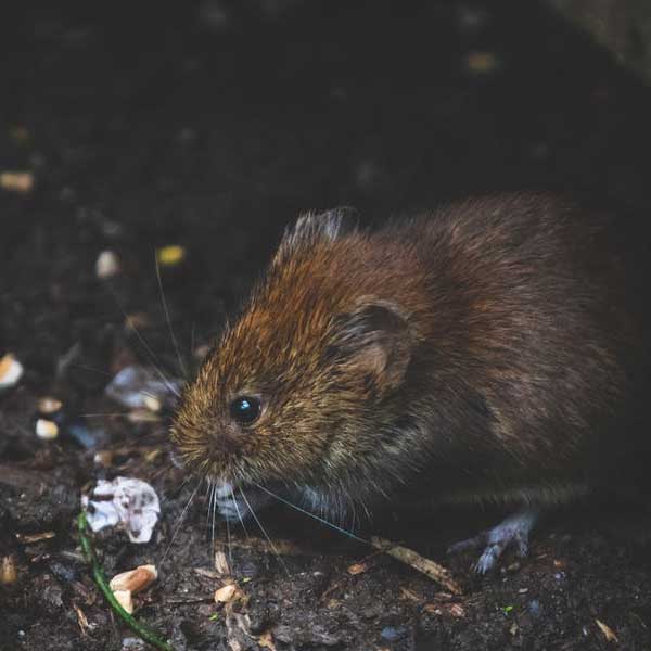 Kompostmythos Ratten, Boden, dunkel