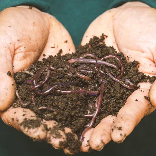 compost, hands holding compost, worms