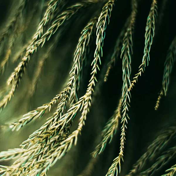 conifers, wood plant, Pinophyta