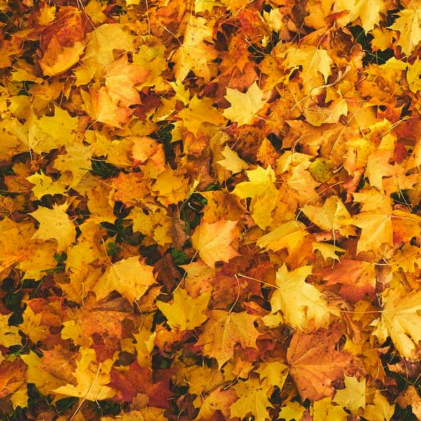 feuilles d'érable, feuille d'érable, érable jaune, herbe, feuilles lentes à se décomposer pour la moisissure des feuilles.