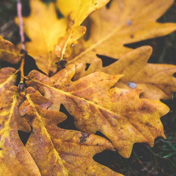 oak leaves, grass, yellow oak, quick leaves to break down for leaf mould