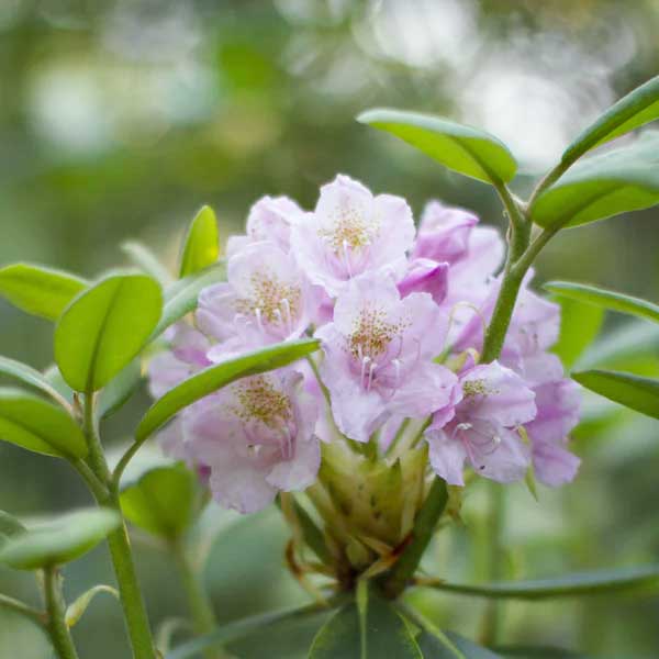 Rododendron, różowe liście, liście