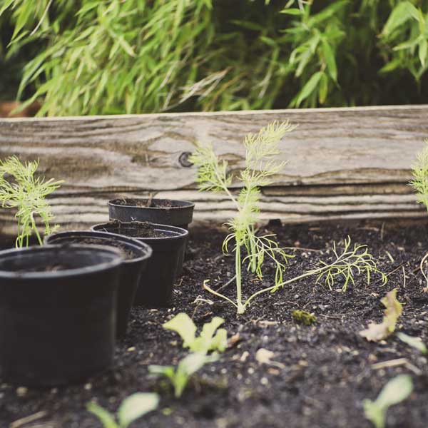 come usare il compost, piante in vaso, giardino, terreno