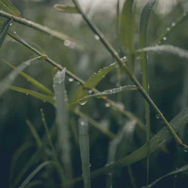 herbe humide, déchets de coupe, pluie