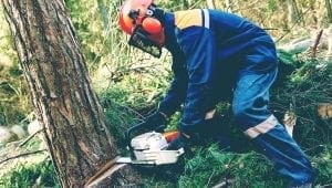 Abbattimento di alberi