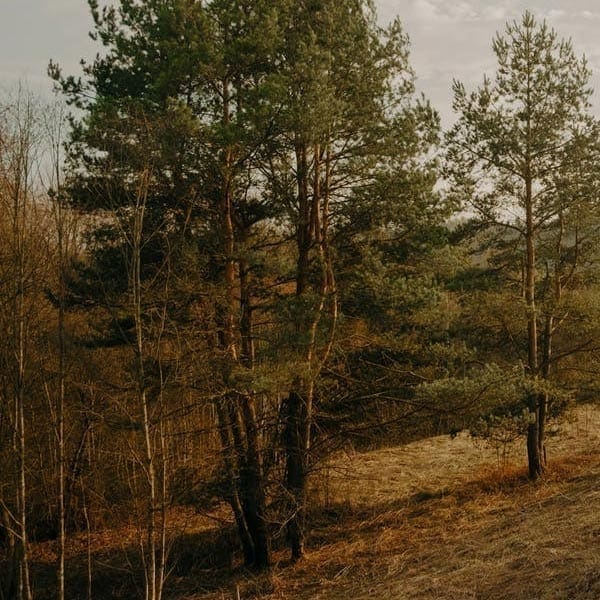 trees, garden, sunset