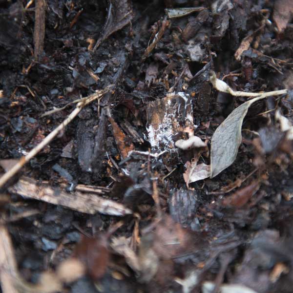 leaf fungal mulch,