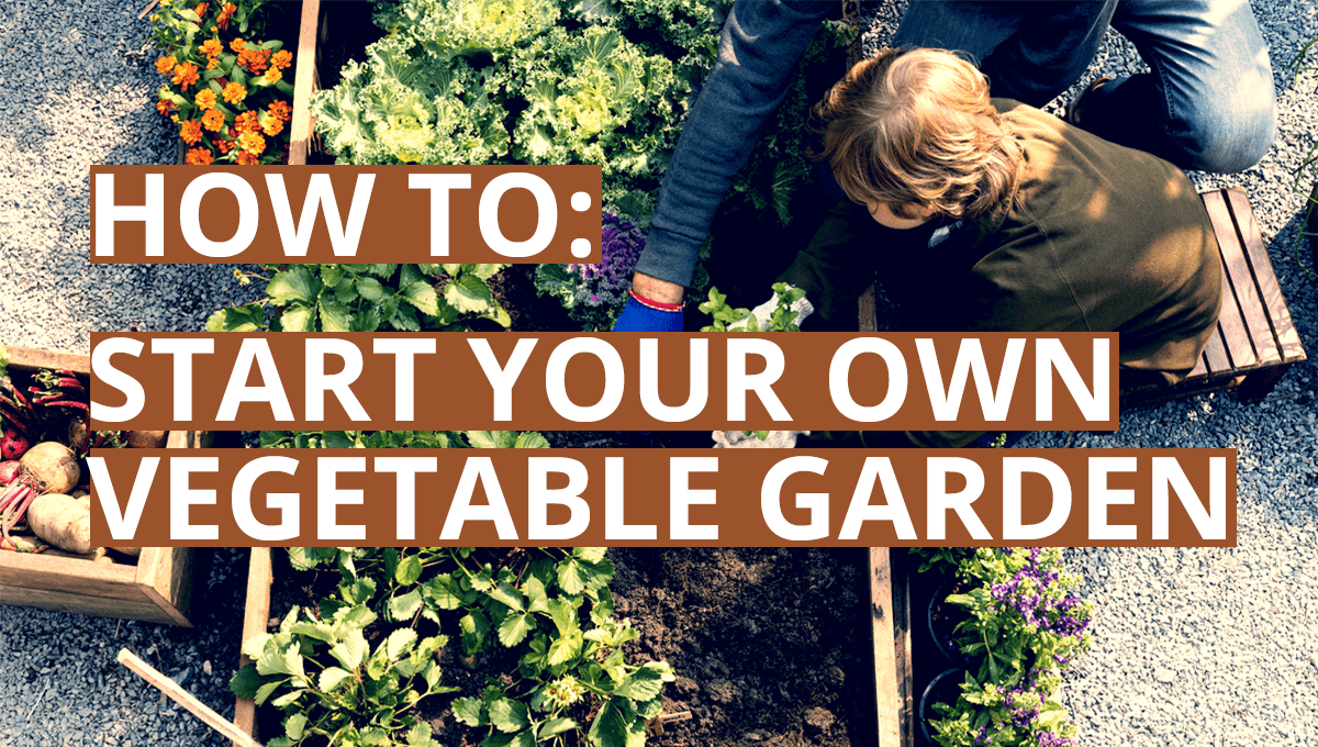 start your own vegetable garden