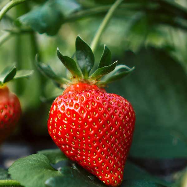 huerto de fresas, bayas de invierno, cultiva tus propias fresas