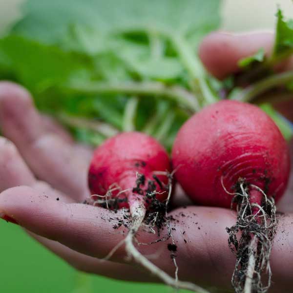 plante potagère, plante usagée, 