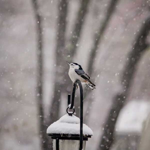 winter garden friends, bird, snow
