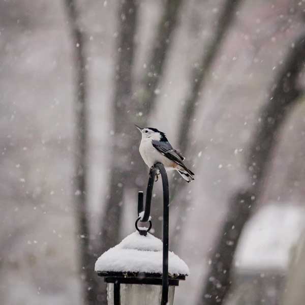 Wintergartenfreunde, Vogel, Schnee