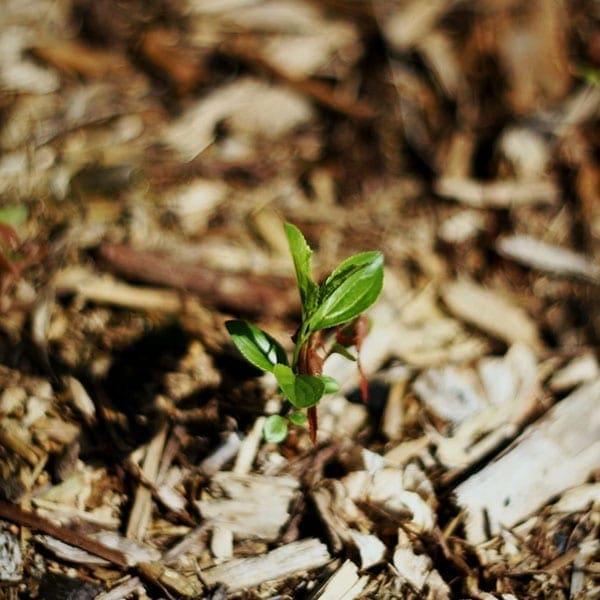 wood chip mulch, plant