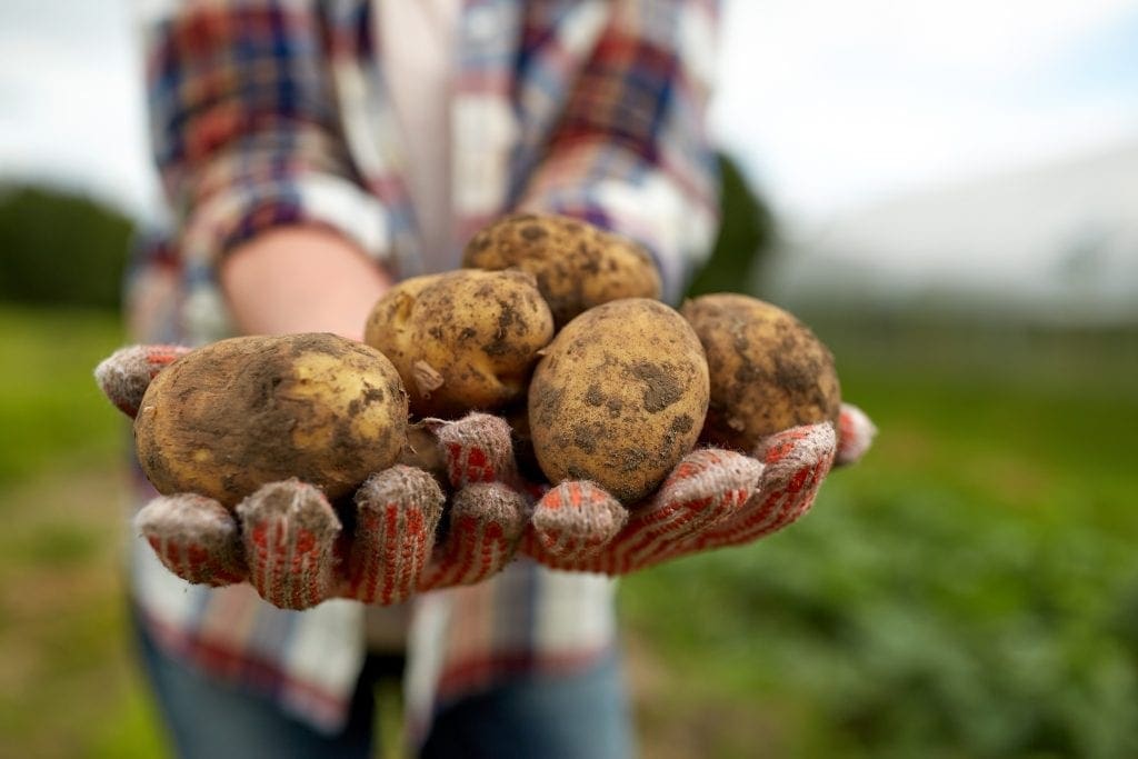 Easy Harvest With No Dig