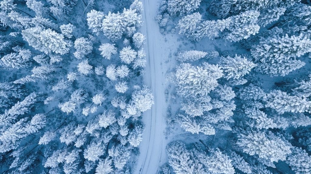 Hiver, forêt, sylviculture, arbres, neige, froid, chauffage