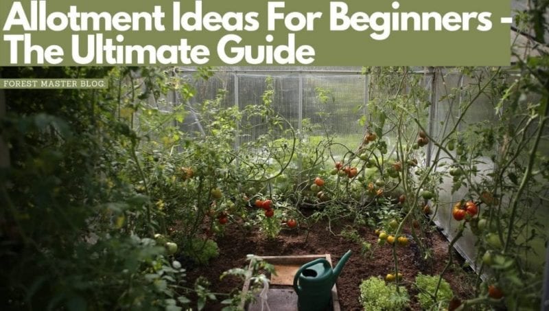 Allotment Ideas For Beginners The Ultimate Guide Forest Master