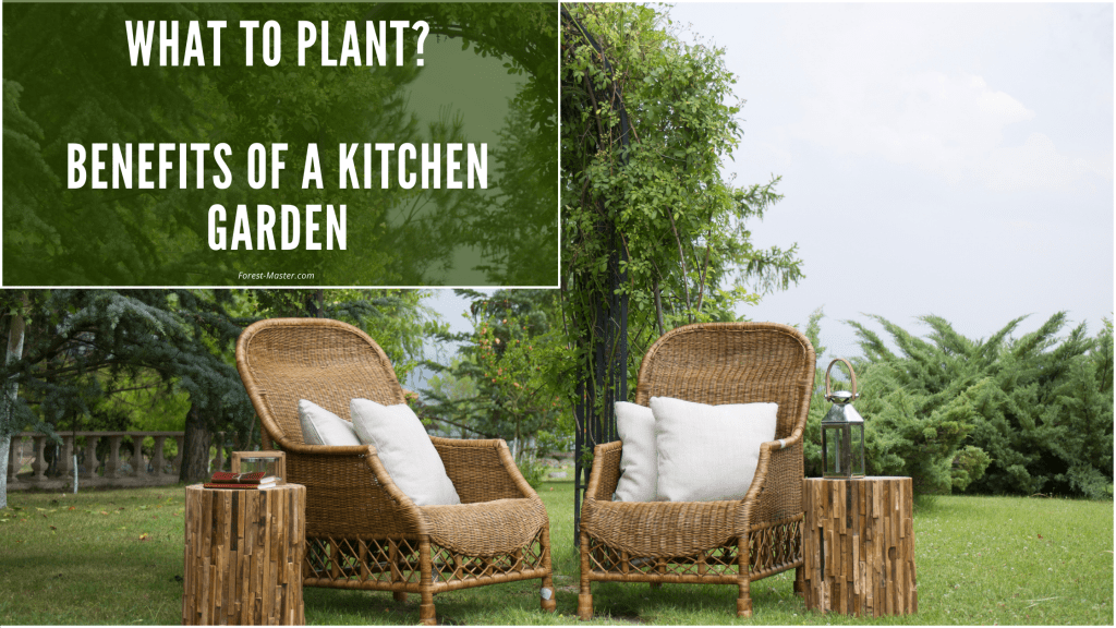 outdoor, kitchen garden, garden, green, plants, trees