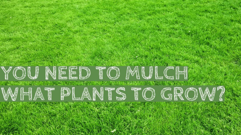 Mulch, plants, grass, green, organic, organic garden