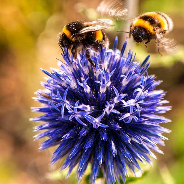 bee, purple flower, pollination