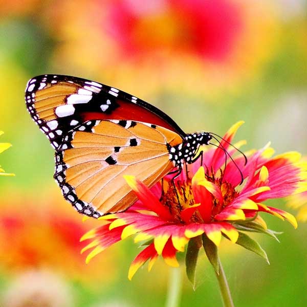 flor rosa, mariposa, vibrante