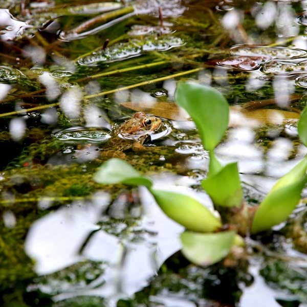 estanque, fauna, ranas y sapos