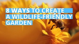 wildlife friendly garden, bee, flower