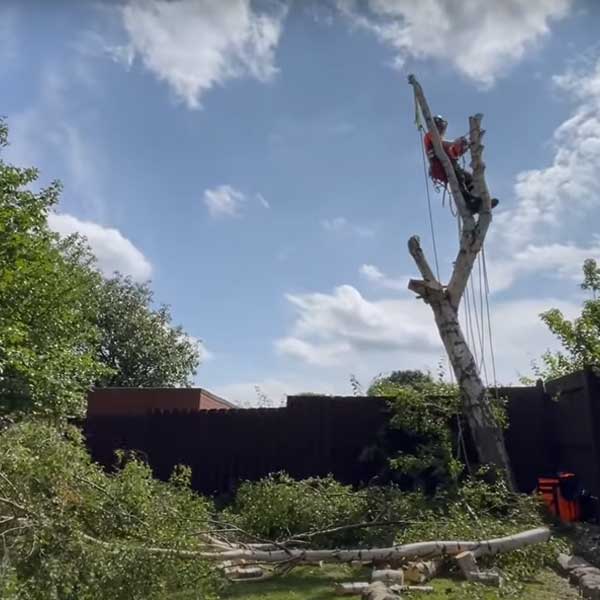 abattage d'arbres, équipement de sécurité