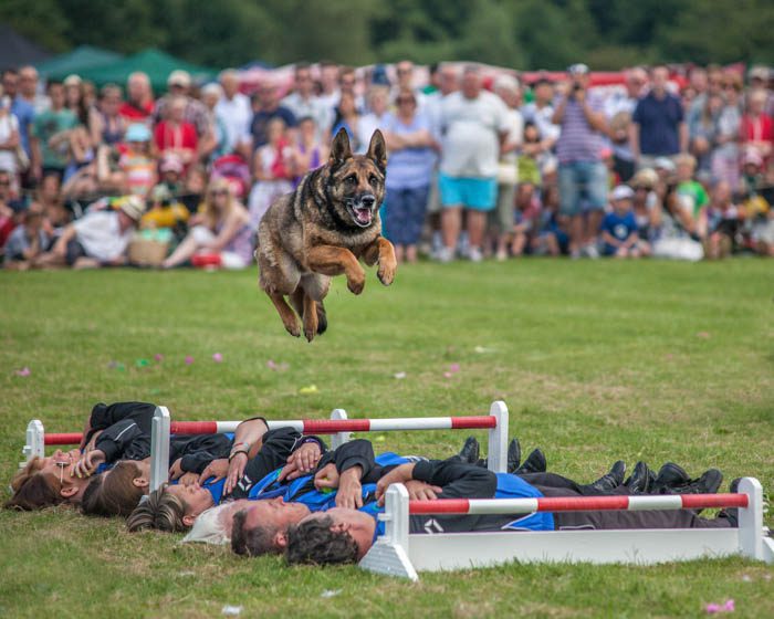 German Shepherd jumping over visitors of agriculture show who are lay side by side on the floor
