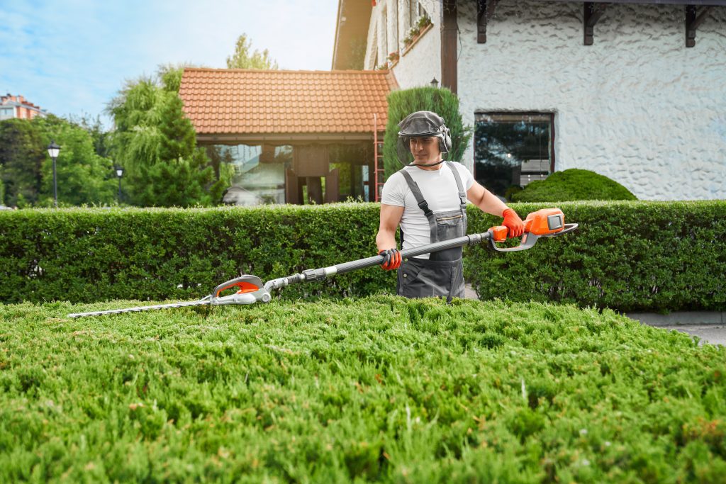 Professional gardener cutting bushes with electric hedge trimmer during summer time. 